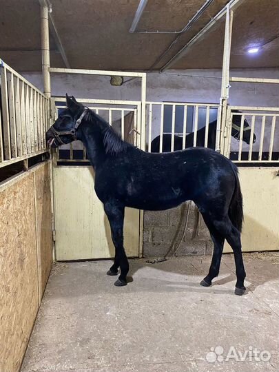 Лошади рысаки: призовых пород