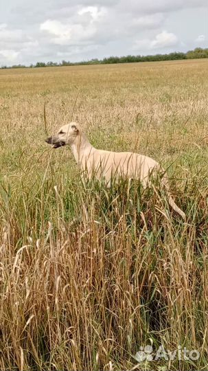 Щенки уиппета