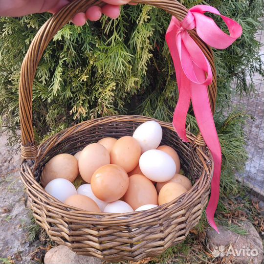 Домашние куриные яйца