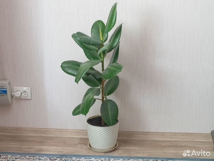 Фикус эластик