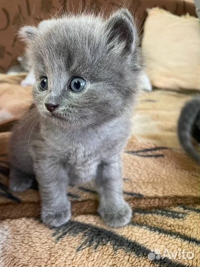 Милейшие чуда