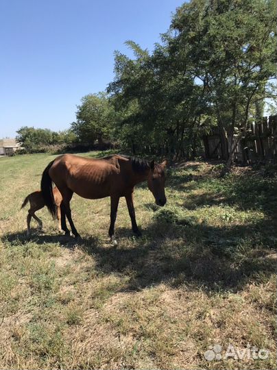Продается лошадь