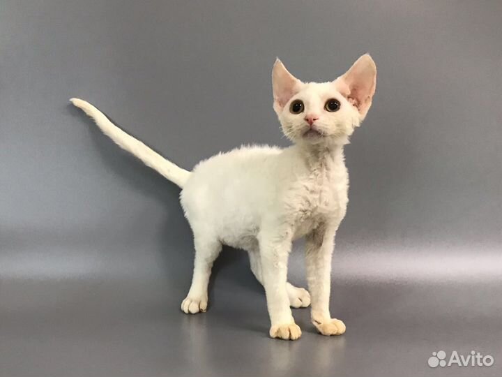 Девон рекс Белоснежная Овечка