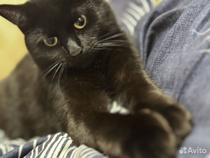 Отдам Кота в добрые руки