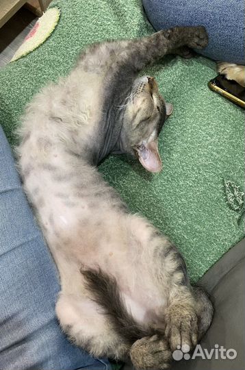 Вязка Кот сфинкс браш