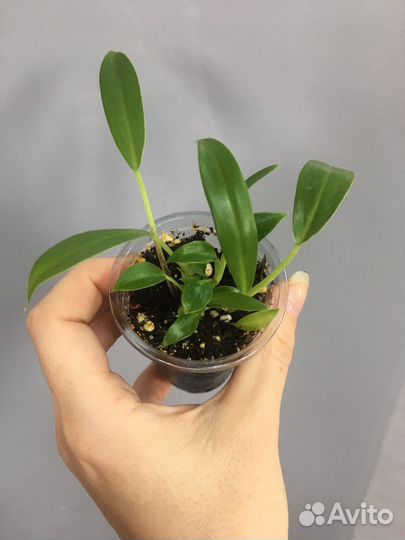 Филодендроны