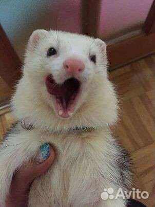 Соболь,норка,хорек,ласка