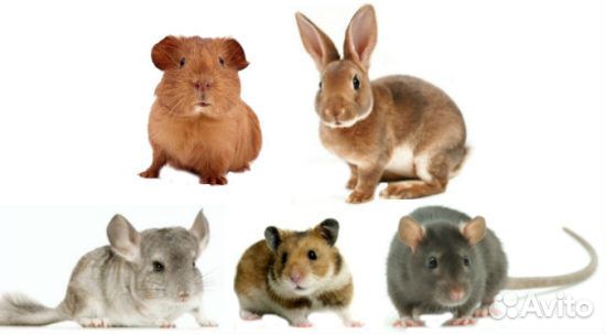Декоративные кролики крысы хомячки мыши шиншилл