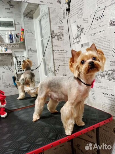 Стрижка собак и кошек