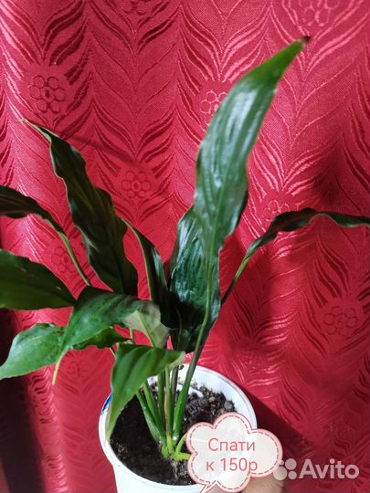 Комнатные цветы