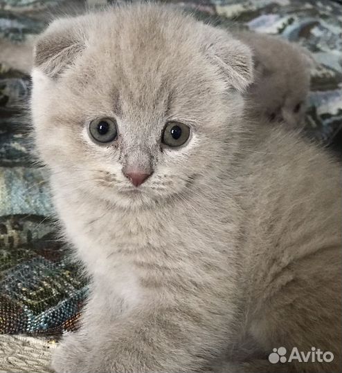 Британский вислоухий котенок