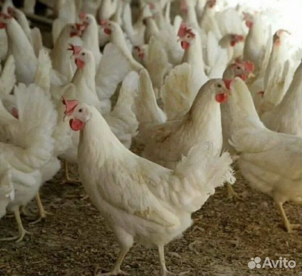 Куры несушки Хайсекс Леггорн Ломан Вайт молодка