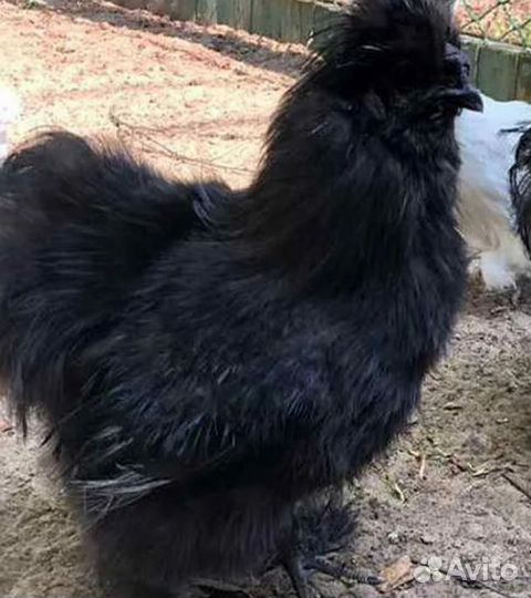 Молодые петухи