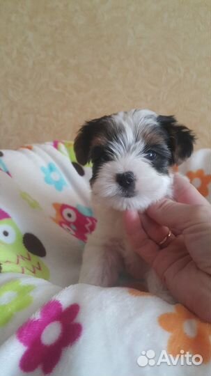 Бивер.Щенки.Девочка и мальчик.с документами РКФ