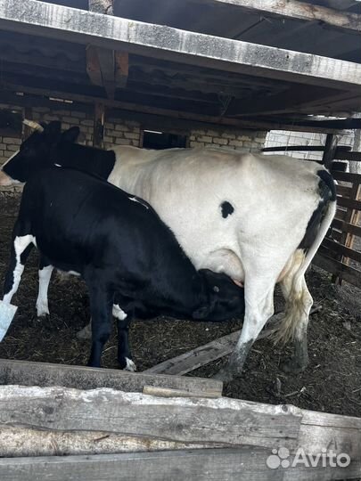 Корова дойная с теленком