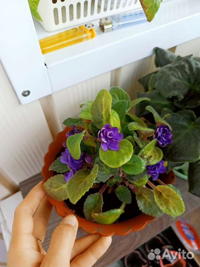 Фиалки разные взрослые (розов,белая,фиолет,бордо)