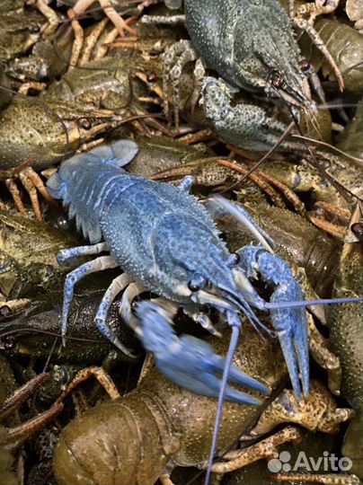 Раки вареные и живые