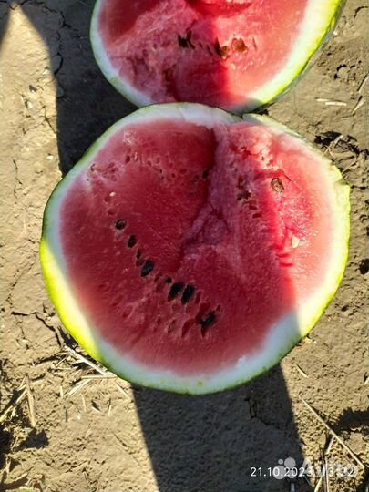 Арбуз холодок