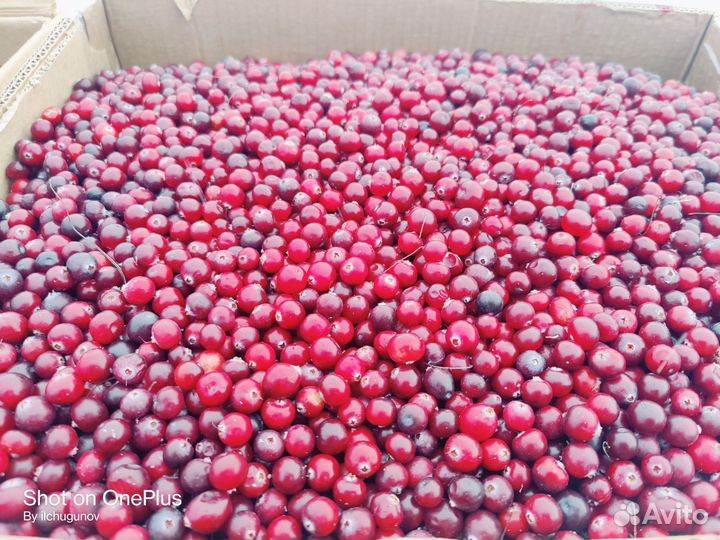 Продам Ягоду Морошка Брусника Черника Клюква