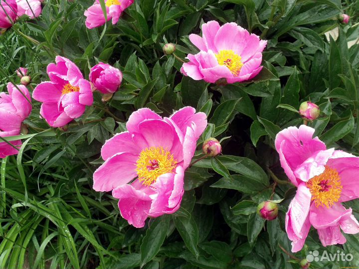 Садовые растения