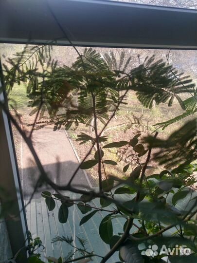 Южные растения