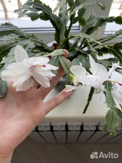 Декабрист / Шлюмбергера (белый, 3 года)