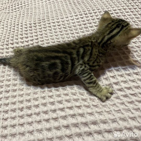 Бенгальские котята