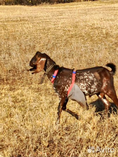 Нубийские козы