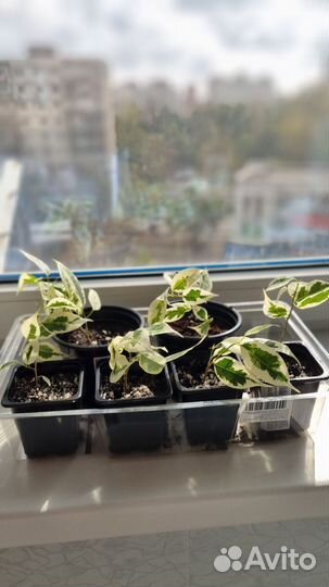 Фикус бенджамина сорта Даниэль и Старлайт