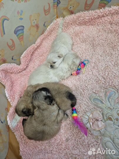 Щенки пекинеса