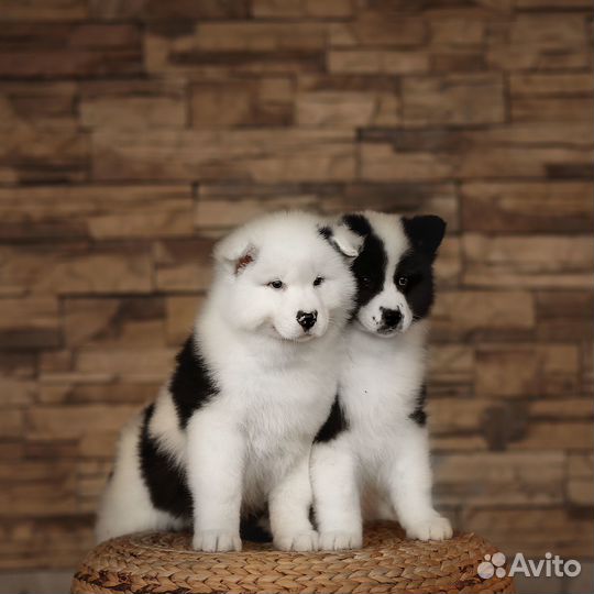 Перспективные Якуты в шоу и спорт