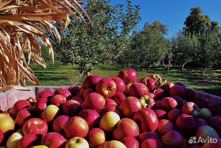 Сборщик вахта