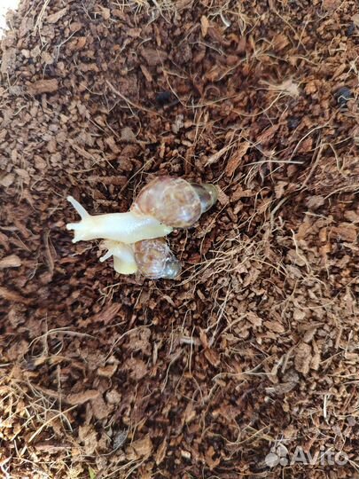 Улитки Ахатина Ретикулята Альбино