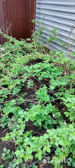 Рассада клубники азия клери