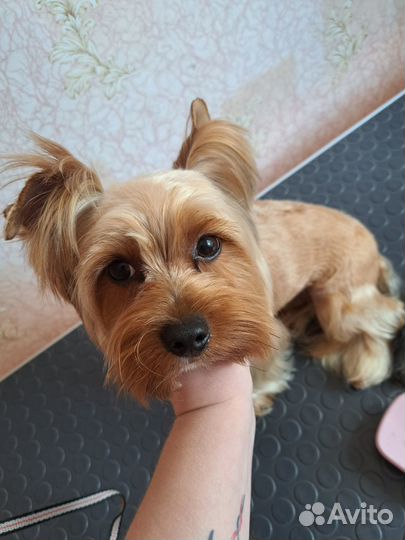 Услуги Груминга