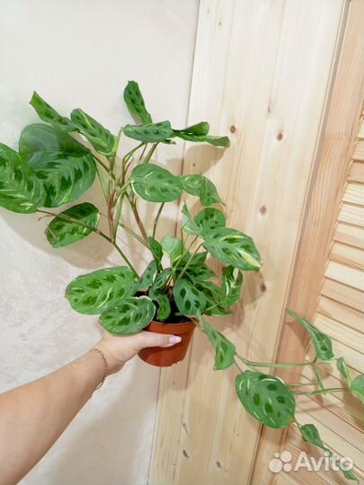 Папоротник