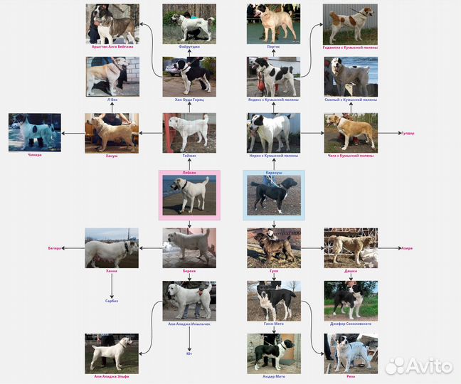 Cреднеазиатская овчарка, алабай, сао. Вязка