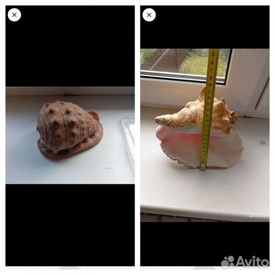 Ракушка морская