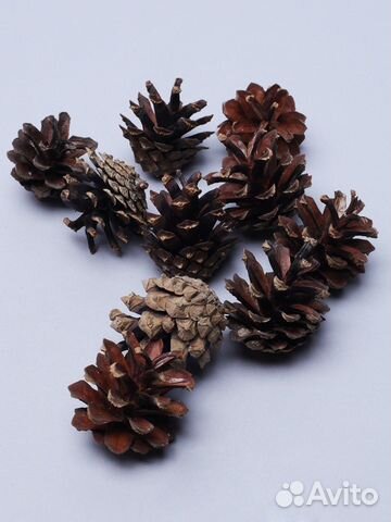 Герань пеларгония красная