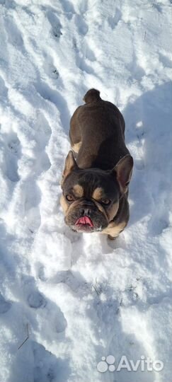 Французский бульдог вязка