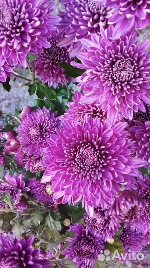 Хризантема корейская