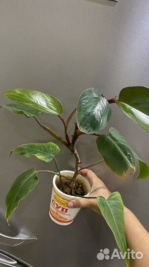 Филодендрон краснеющий