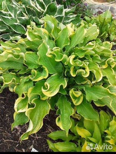 Хосты сортовые