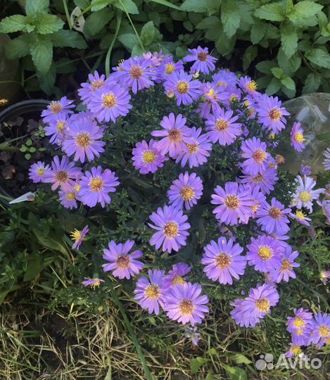 Астра (сентябринки многолетние)