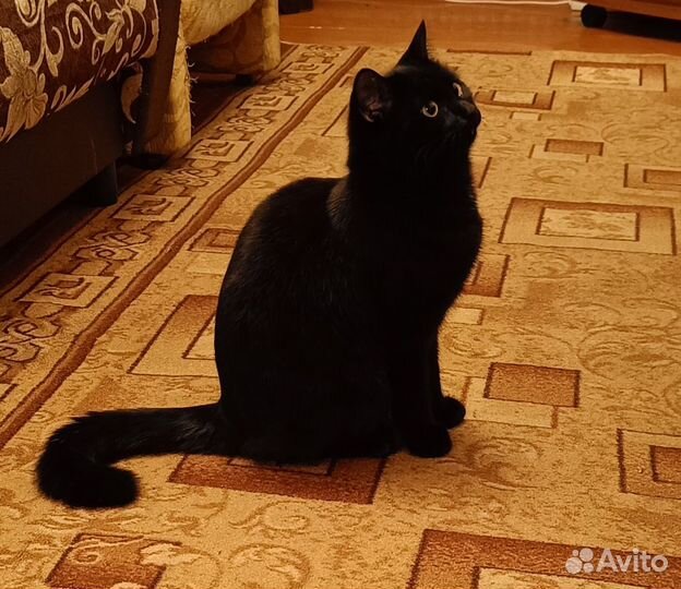 Кошка ищет хозяев