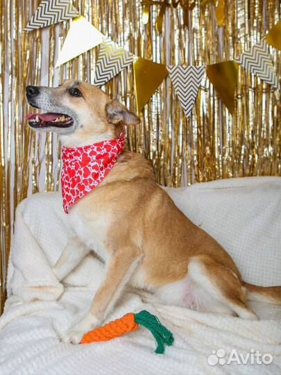 Домашней собаке тяжело в приюте