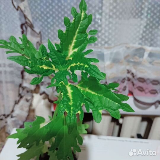 Колеус сортовой