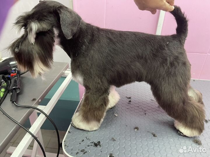 Стрижка собак и кошек