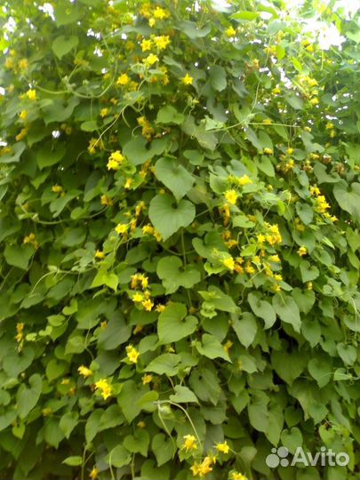 Фасоль декоративная