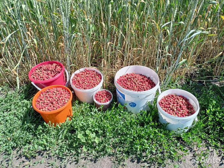 Клубника замороженная